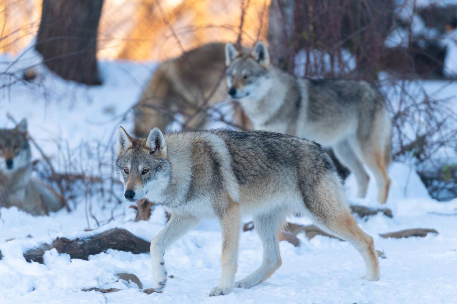 ხროვა 2024