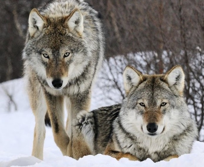 სქაი და მაქსი